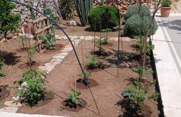 Pandera areopoli - Foto 12