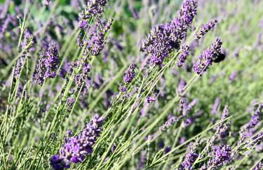 Agriturismo Sicher - Foto 32