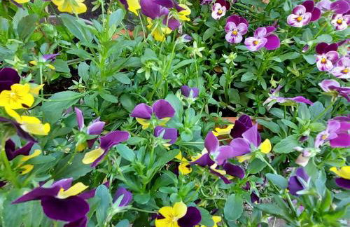 Ferienwohnung Dina - Foto 30