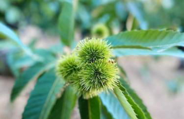 Vivienda Rural Sentirte 2 Centro de Aracena - Foto 32