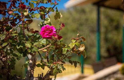 Koronisia Apartments - Foto 11