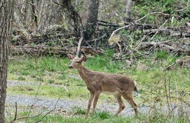 Serenity Cabin - Cozy Mountain retreat - Photo 32