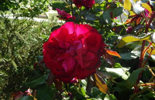 Brin de bonheur - Foto 26