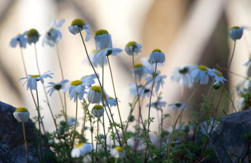 Marigoulis Home - Foto 30