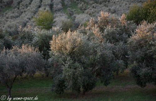 Apartments Rosa - Foto 13