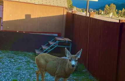 Pikes Peak Boutique Retreat! - Foto 34