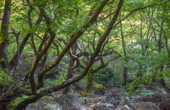 Montanema Handmade Village - Photo 125