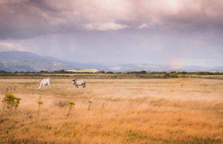 Enlli Fach cabin sleep's 2 adults and 2 children 2 dogs welcome not suitable for contract workers due to parking height restrictions - Photo 27