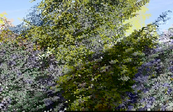 Sinilille 7 Holiday Home - Photo 19