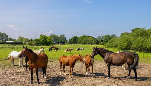 Ferienwohnung "FLORI's PONYHOF" - Photo 3