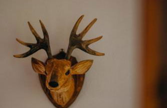 Salzbergalm - Foto 29