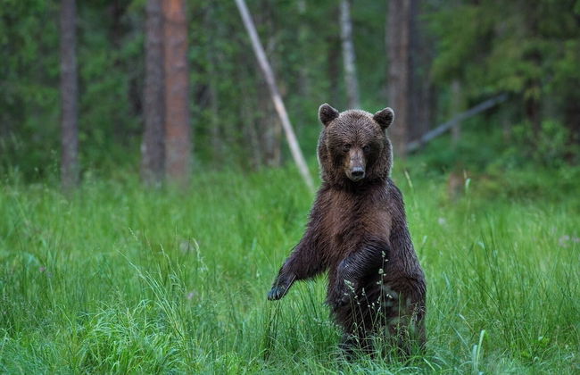 Bear Watching and Photography Hide - Foto 1