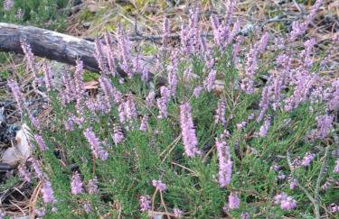 Augustówka - letnisko na Wrzosowiskach - Foto 49