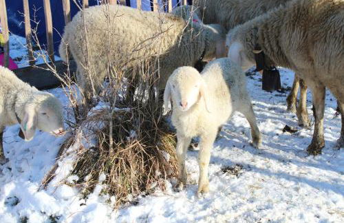 Ferienwohungen Familie Schröttle - Foto 39
