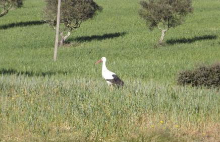 Casa da Comadre - Casas de Taipa - Foto 46