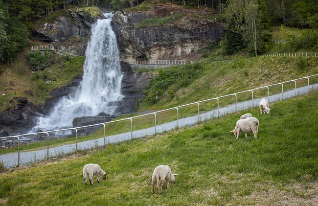 AMAZING HARDANGER FJORD: Private guided round trip from Bergen, 10 hours - Photo 30