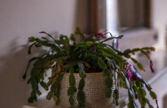 Muirhead House - Foto 30