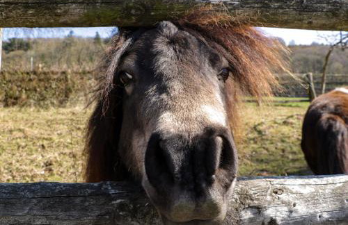 The Cottage at Rocklands Farm - Foto 22