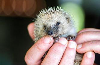 Solar Branco Eco Estate - Photo 70