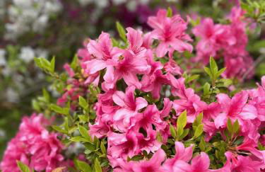 Casa Dilma - Foto 39