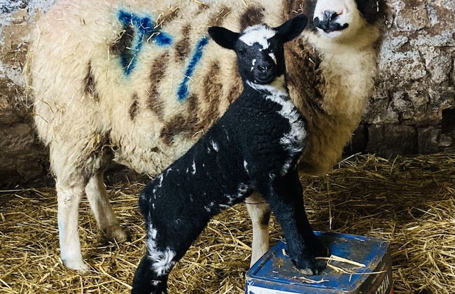 Gratton Grange Farm Holiday Cottage - Foto 44