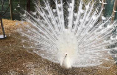 Cottoni Natural Space - Foto 35