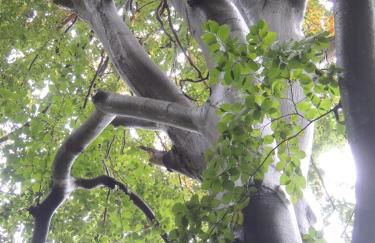 Kranichruf - Photo 14