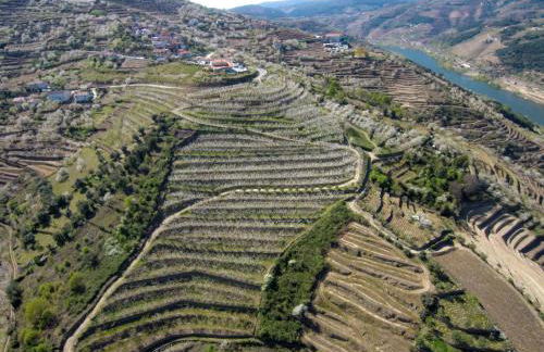 Quinta do Pombal Douro - Foto 44