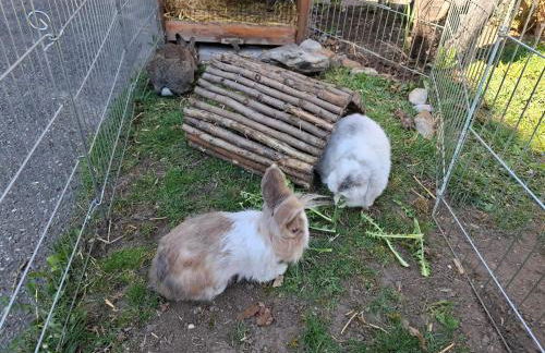 Bauernhof Hipp Ferienwohnung - Foto 19