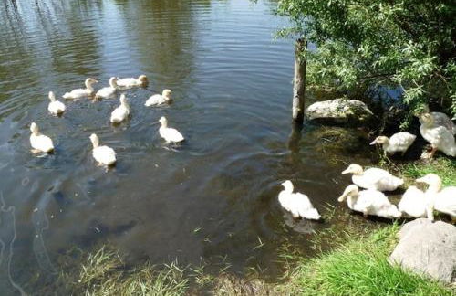 Ferienhaus im Grünen - Foto 14