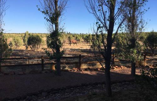 Cabin with Wild Horses, Fireplace, Dog Friendly & StarLink - Foto 16