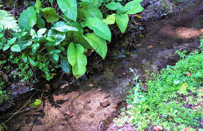 Moinho da Varzea Mill House & Hot Tub - Foto 26