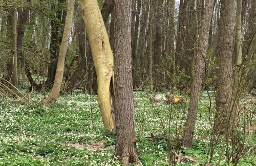 Ferienwohnung auf Rügen mit Boddenblick - Foto 50