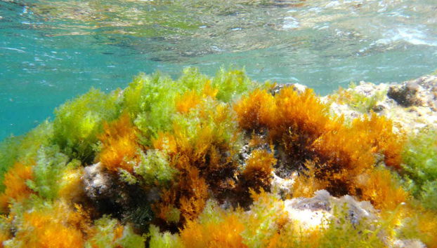 Reserva Marina del Cabo de San Antonio