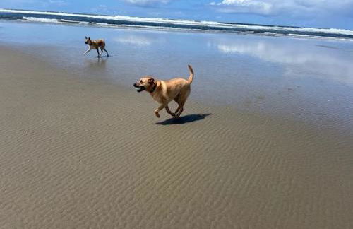 Pet-friendly Coastal Butterfly Retreat - Foto 7