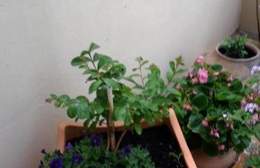 Apartments Punta Milna - Photo 42