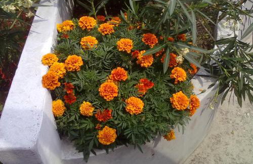 Pelion Orama - Foto 6