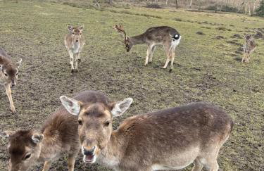 Winnica Bursztynowa - Foto 42