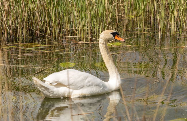 The Old Mill - By the Lake - Foto 24