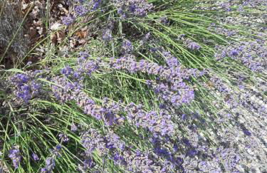 Mas du Chardon Bleu - Foto 31