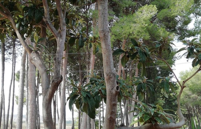 Casa Rural Los Pinos - Foto 34