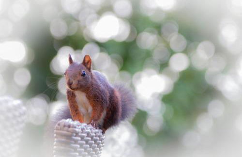 Ferienhaus Max mit Sauna - Photo 14