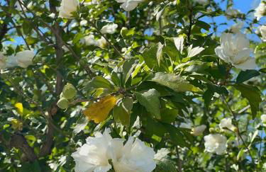 Villa Βianca in Sithonia - Foto 65