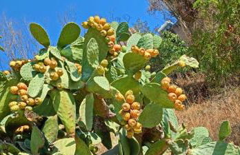 Svegliati, Sei in Paradiso - Foto 17