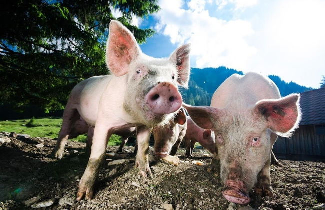 Holzboxen Planneralm - Foto 20