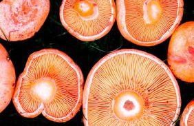 El Chorrón - Foto 46