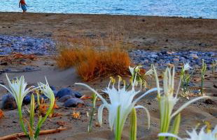 Liviko View - Foto 7