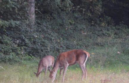 Château de la rivière - Foto 7