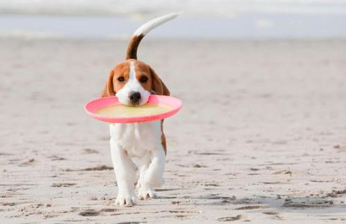 Sea Breeze House- 3 bd 2 ba 5 min walk to beach - Foto 34