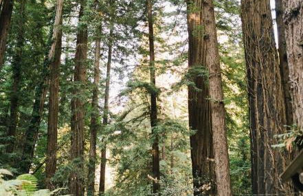 Sur Grove Big Sur - Foto 16